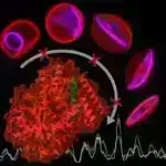 Təhlillər göstərir ki, bir çox böyüklər aşağı yenidən başlama nisbətləri ilə bir il ərzində GLP-1 terapiyasını dayandırırlar