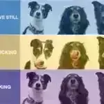 Ekosistemləri mülayim ekoloji stres faktorlarına proaktiv şəkildə məruz qoymaq müdafiəni təklif edir, tədqiqatın nəticələri