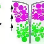 Təsadüfi kəşf təkamüllə bağlı toyuq və ya yumurta sualına cavab verə bilər