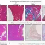 Hind-Avropa dillərinin tarixində itkin halqa tapıldı