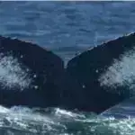 Vətəndaş alim sualtı dalğıclar Cənubi Afrika rifində köpək balıqlarının fəaliyyətini aşkar ediblər