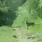 Xlor və UV işığı zərərli yosun çiçəklərindən təsirlənən suyu zərərsizləşdirə bilər