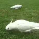 İnsanabənzər robotlar yeni öyrənmə sistemi ilə yıxıldıqdan sonra sürətlə ayağa qalxa bilirlər