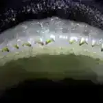 Yanğından başqa: meşə yanğınlarını azaltmaq və karbon saxlamaq üçün ölü odun yığmaq