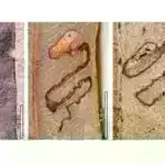 Alimlər deyirlər ki, iqlim dəyişikliyi dəniz qidalanma dövrlərini əsaslı şəkildə yenidən qurur