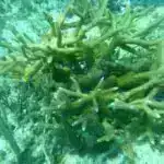 “Diktator Oyunu” təcrübələri qadınların kişilərdən daha səxavətli olduğunu göstərir