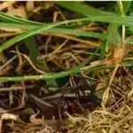 İnsanabənzər robotlar yeni öyrənmə sistemi ilə yıxıldıqdan sonra sürətlə ayağa qalxa bilirlər