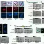 Yadplanetlilərin həyatı tapmaq səyləri mikrobları hərəkətə gətirən sadə sınaqla gücləndirilə bilər