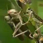 Super rezolyusiyaya malik mikroskopiya ənənəvi ON/OFF keçidi olmadan nanometr təsvirinə nail olur