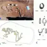 Dərman erkək siçanlarda qasıq yırtıqlarını əməliyyatsız aradan qaldırır, insanlarda ümid verir