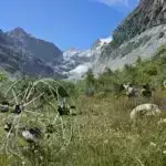 Rahibələr demans pozğunluqları haqqında 30 illik tənqidi fikirlərə töhfə verirlər