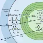 Yer 2020-ci ildə rekord dərəcədə yaşıllaşma gördü: Kökdə nə var?