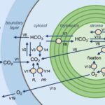 Tədqiqatçılar kvant simulyatorundan istifadə edərək atomların 1D zəncirində faza keçidini müşahidə edirlər