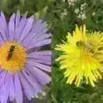 Ronaldonun Siuuu bayramı: Bütün bədəni məşq edən model robotlara məşhur idmançıların hərəkətlərini təqlid etməyə imkan verir