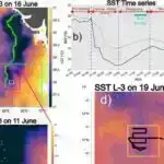 Qədim RNT ilə idarə olunan sistem gen redaktoru müalicələrinin çatdırılmasını asanlaşdıra bilər
