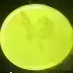 Protein dizaynı: Çevik komponentlər yeni arxitekturalara imkan verir