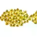 Qardaşların pis psixi sağlamlığı ilə əlaqəli ilk doğulanlarda mənfi uşaqlıq təcrübəsi