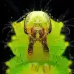 Beynin opiat yolu, niyə doyduğumuzda belə şirniyyata can atmağımızı izah edir