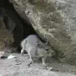 Şəkərlə qidalanan sağlam bağırsaq bakteriyaları ilk dəfə analiz edilib