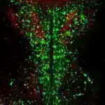 Tədqiqatçılar karbon tutmağın bərpa olunan enerji mənbələrinə keçməkdən daha baha başa gəlir