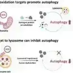 İspan ‘öküzlərin qaçışı’ festivalı müəyyən bir sıxlıqdan yuxarı izdiham hərəkətlərinin proqnozlaşdırıla biləcəyini göstərir