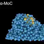 Brokoli cücərti birləşməsinin tədqiqat iştirakçılarında prediyabeti azaltdığı göstərilmişdir