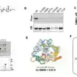 Yeni İngiltərənin duz bataqlıqları 10 milyon avtomobil dəyərində karbon saxlayır və hər il daha 15.000 avtomobil əlavə edir.