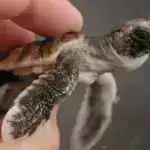 Həssas xəstələr üçün peyvənd gücləndiricilərinə üstünlük vermək yeni COVID variantlarının yaranmasının qarşısını ala bilər