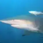 Qrafik gen sirləri: Fission maya suşları genetik keçidlər haqqında məlumat verir