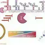 Qan testi 85% dəqiqliklə aşkarlanması çətin olan mədəaltı vəzi xərçəngini müəyyən edir.