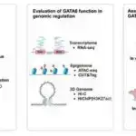 Bu adamın beyni necə şüşəyə çevrildi? Alimlərin bir nəzəriyyəsi var