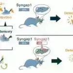 Təhlükəli bakteriyaların ciddi təmizliyə baxmayaraq xəstəxana lavabolarının kanalizasiyalarında gizləndiyi araşdırmalar ortaya çıxarır