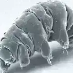 Süni intellektlə işləyən yeni vasitə, məhkəmə tibb və hüquq-mühafizə orqanlarında travmatik beyin zədəsi araşdırmalarını gücləndirə bilər