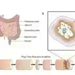 Araşdırma göstərir ki, insanlar real ətdən əhəmiyyətli dərəcədə ucuzdursa, ət alternativlərinə üstünlük verirlər