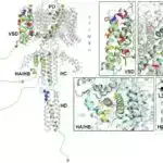 Sənayeləşmiş cəmiyyətlər daha çox yatırlar, lakin ovçu-yığıcılardan daha az müntəzəm sirkadiyalı ritmlərə malikdirlər, yeni araşdırma tapıb