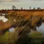 Bonobolar insanların məlumatı əldən buraxdıqlarını anlayır və ona uyğun ünsiyyət qururlar