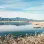 Dərman erkək siçanlarda qasıq yırtıqlarını əməliyyatsız aradan qaldırır, insanlarda ümid verir