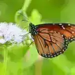 ‘Bir qazan’ texnikası eyni vaxtda qeyri-üzvi və polimer batareya elektrolitləri yaradır