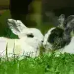 “Külək turbin sindromu” iddiası üçün heç bir dəlil yoxdur: Yel dəyirmanının səsi yol səslərindən daha stresli deyil, araşdırma göstərir