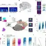 Canlı hantavirus 30-dan çox New Mexico kiçik məməli növü tərəfindən daşınır