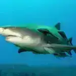 Meqalodonun bədən ölçüsü və forması bəzi su onurğalılarının nə üçün nəhəngliyə nail ola biləcəyini ortaya qoyur.