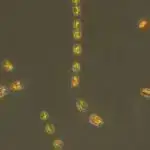 Hətta dünyəvi ölkələrdəki ateistlər də dini inanclara intuitiv üstünlük verirlər