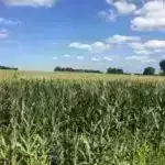 Preklinik Alzheimer xəstəliyi: Tədqiqat qadınlarda daha sürətli tau yığılmasını tapır