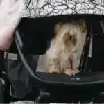 Oksigenləşdirmə strategiyası uzun dalğalı infraqırmızı iki qırılma kristallarına asan yol təqdim edir