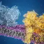 Zwitterion fosfolipidlərin yeni sinfi mRNT çatdırılmasını gücləndirir