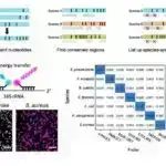 DNT yüklü lipid nanohissəcikləri ümumi xroniki xəstəliklərə gen terapiyası gətirməyə hazırdır