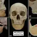 İşıqla işləyən süni neyronlar beyinə bənzər salınımları təqlid edir