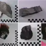 Mühəndisləşdirilmiş E. coli bioloji parçalana bilən plastiklərin istehsalı üçün istifadə edilə bilər