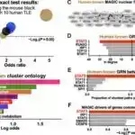Dil qeyri-müəyyənliyi: Uşaqlar və böyüklər kontekst əvəzliklərini fərqli şəkildə necə şərh edirlər