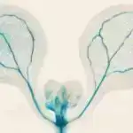 Piper longum meyvələrindəki aktiv birləşmələr funksional qidalar və dərmanlar üçün potensial göstərir